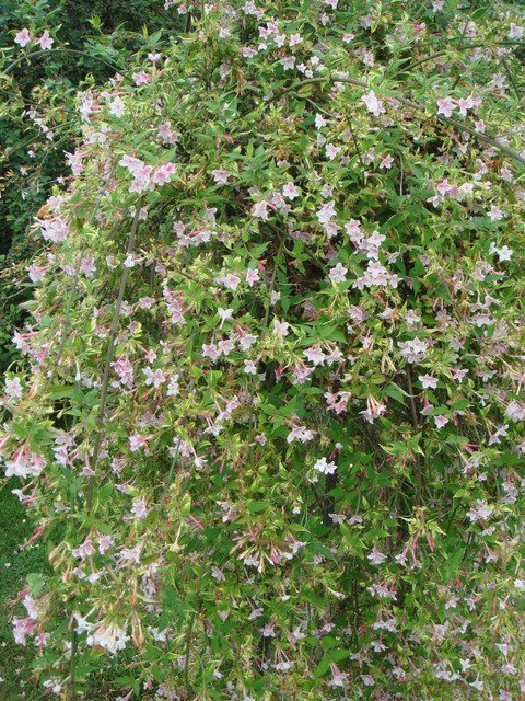 Jasminum x stephanense